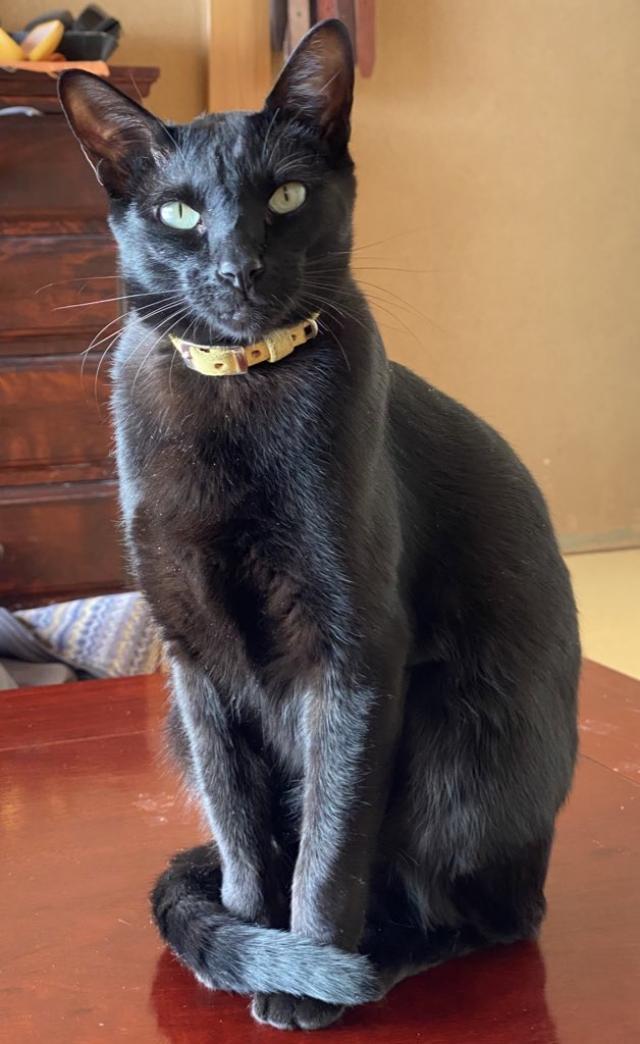 弥介