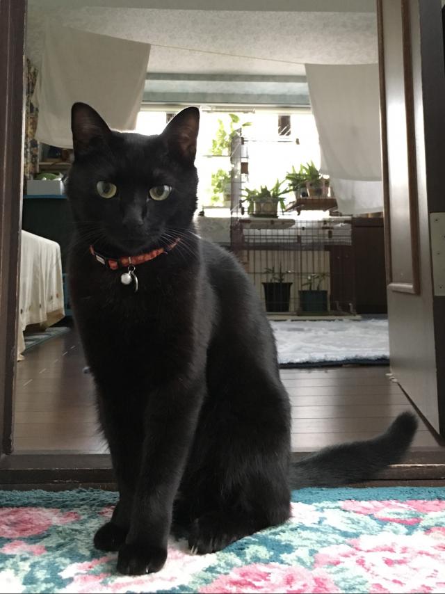 ジン