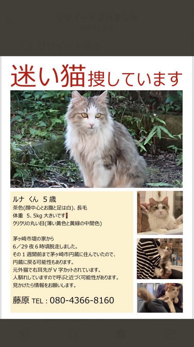 ルナ
