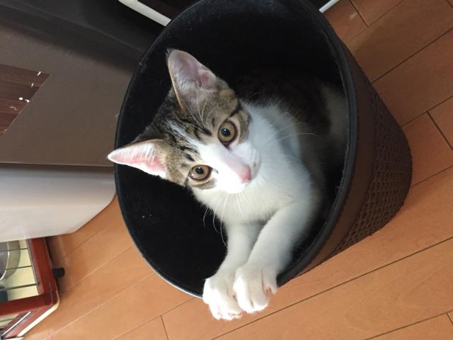 もずく