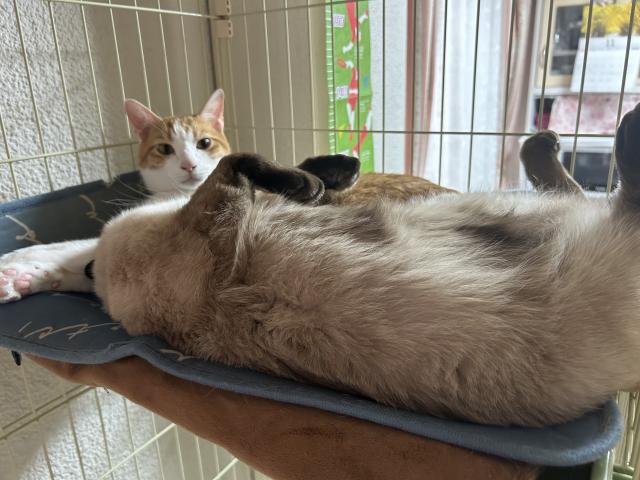 きなこ
