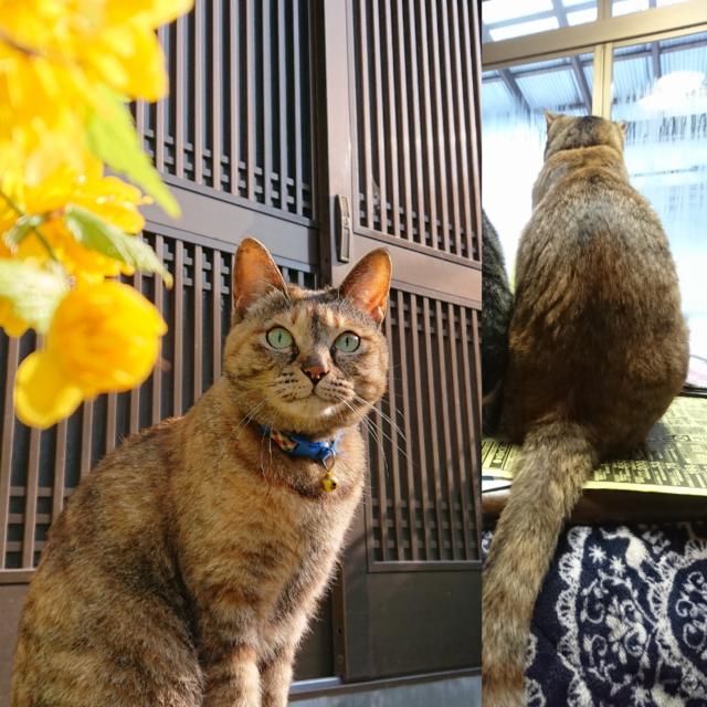 シア