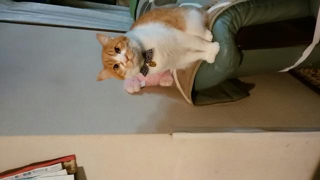 げんき