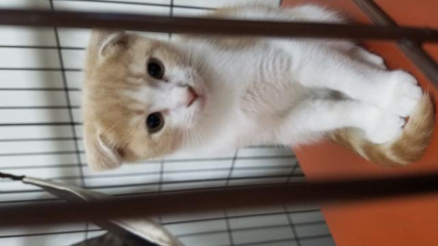 タルト