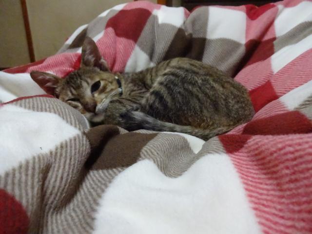チャロ