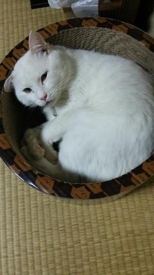 ちび