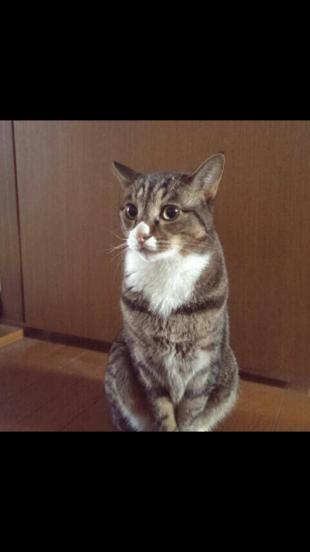 ピチュー