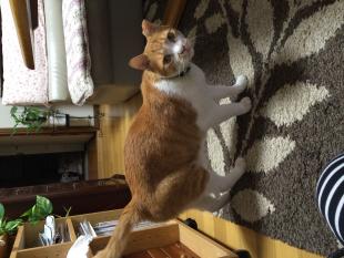 テツ