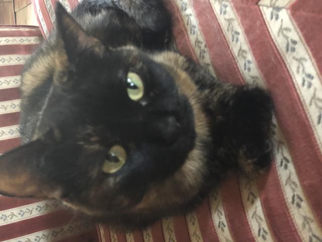 ミハル
