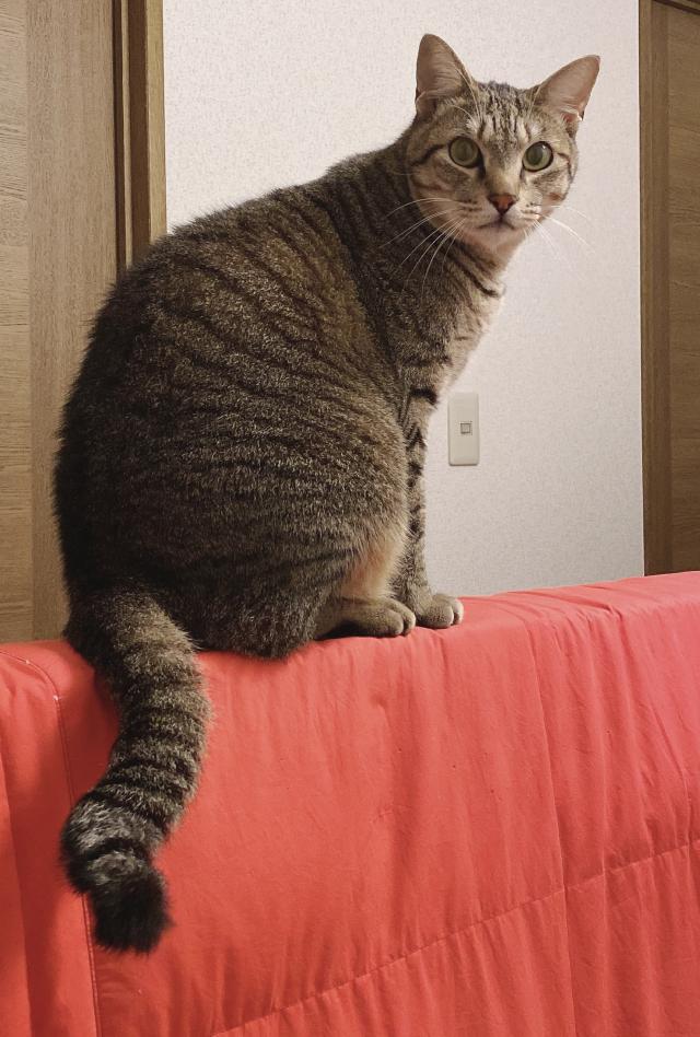 コスモ