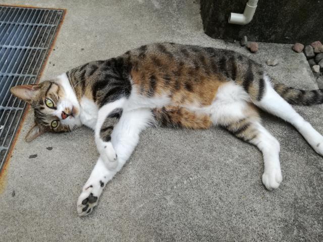 こじろう