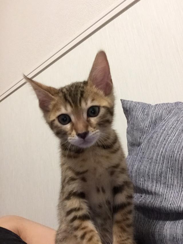 フィロ