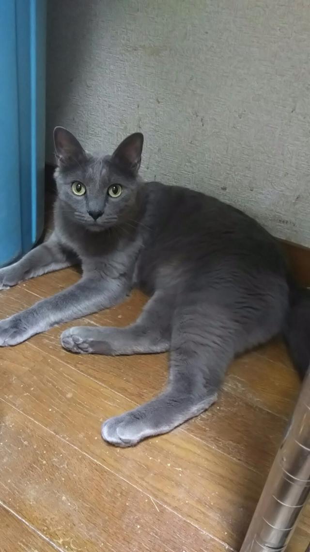 くれす