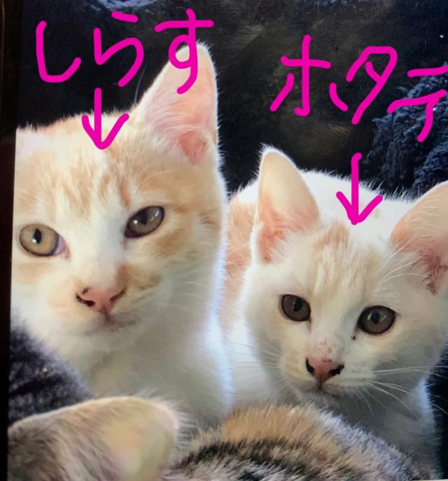 しらす、ホタテ