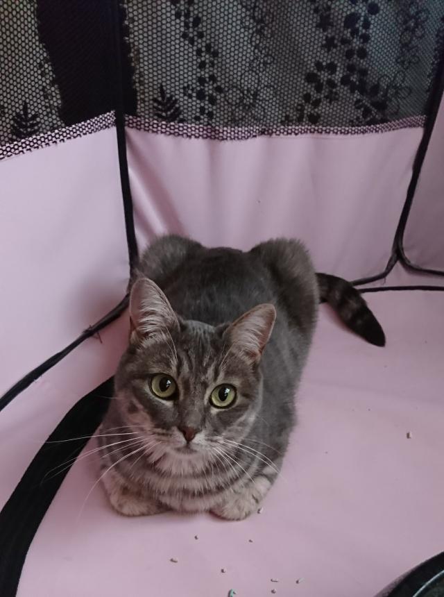 ふく