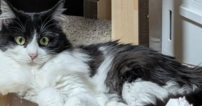 ライム・女子(じょし)・姫(ひめ)