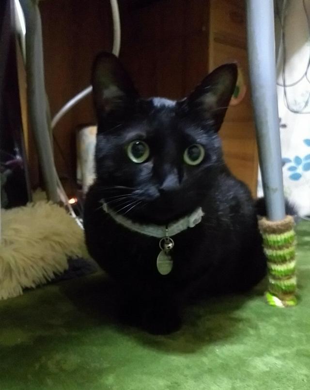 あずき