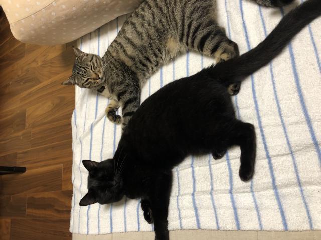 こしあん