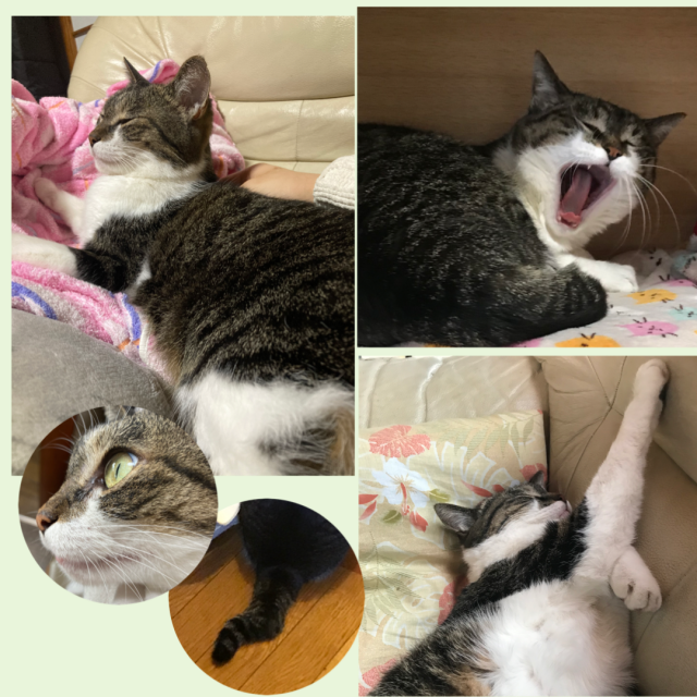 まな