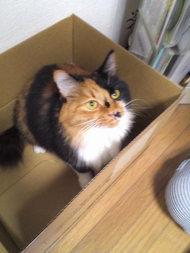 みけにゃん