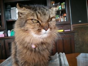 ちー子