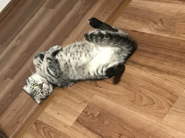 ジルベール