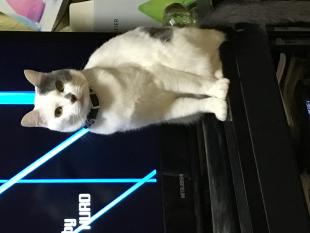 元（げん）