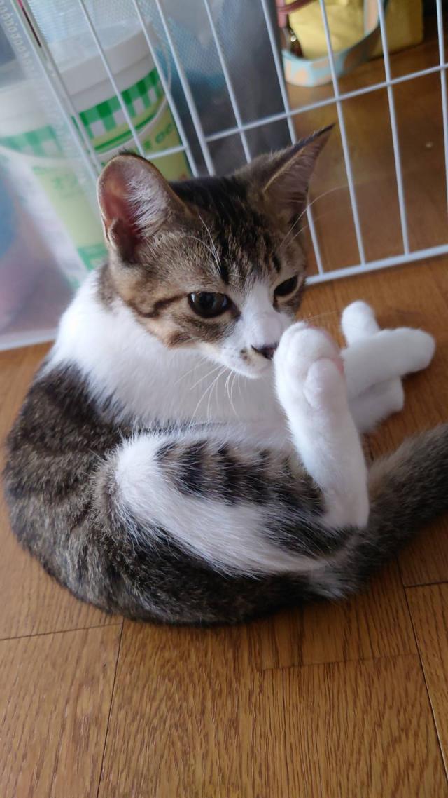 晩柑(ばんかん)