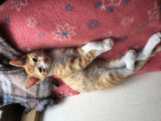 チビ