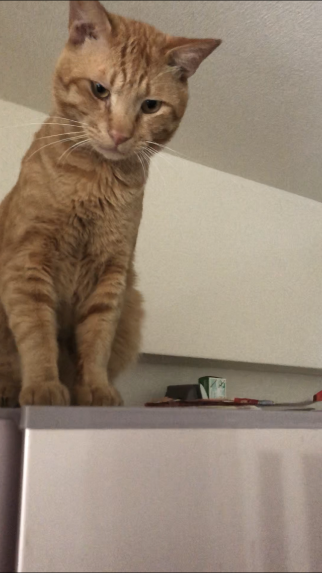 ミル