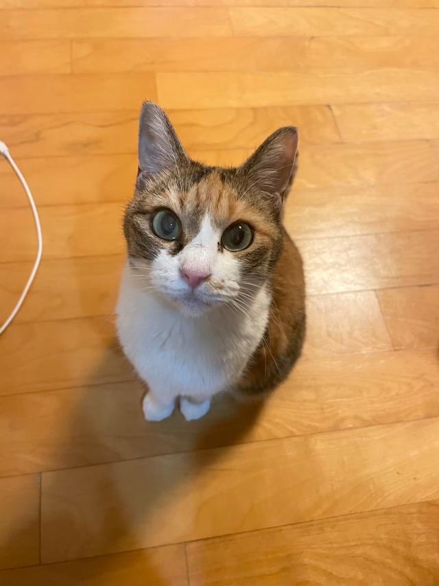 たま