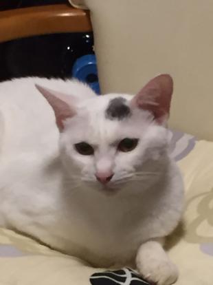 タラ