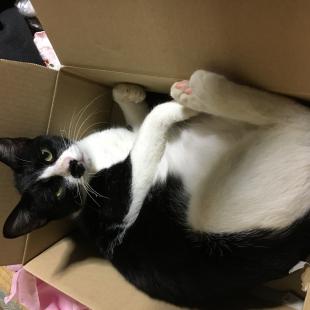 クロ