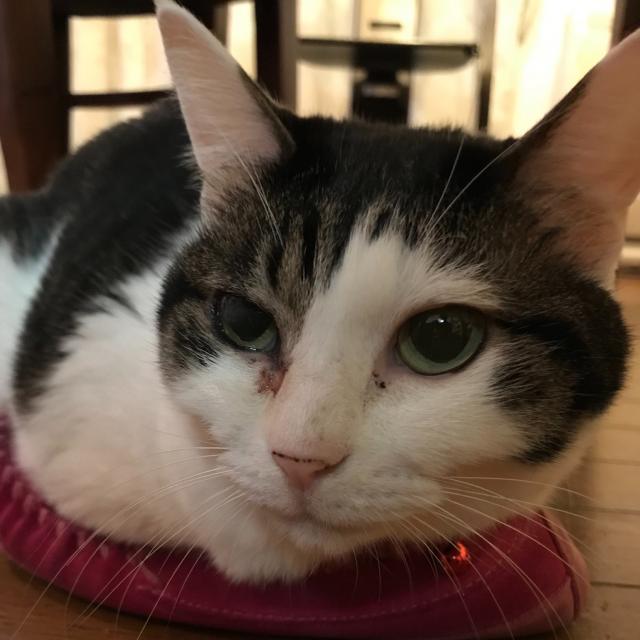 リン