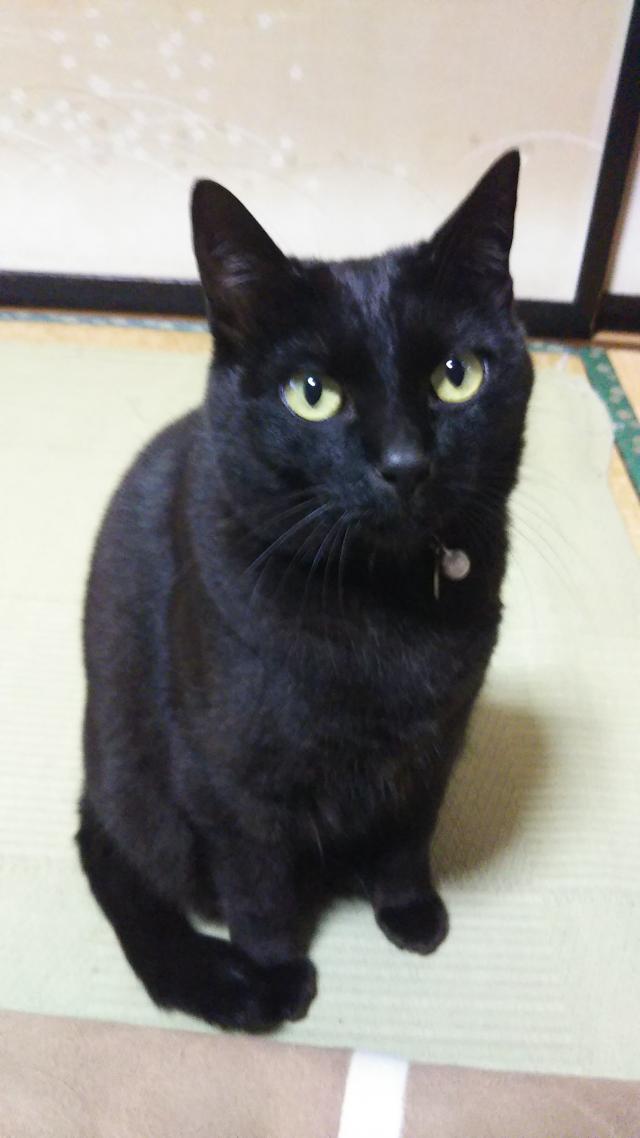 クロ