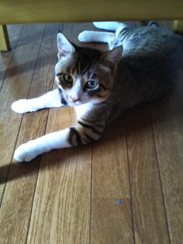 だいちゃん