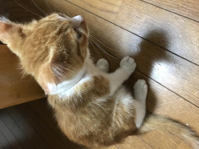 すみれ