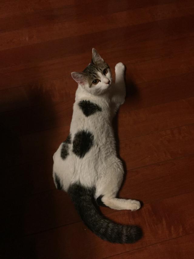 サム