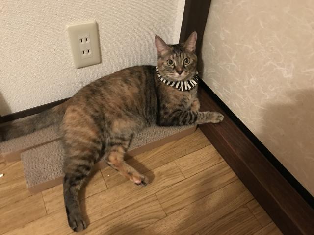 ピーちゃん