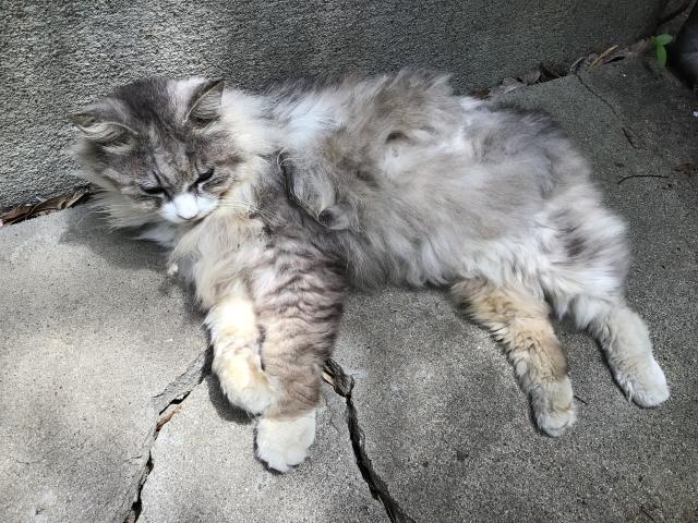 チロル