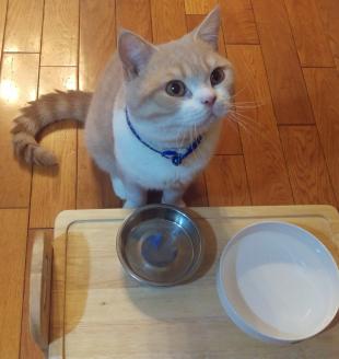 マロン(家族はにゃんこと呼んでいた)