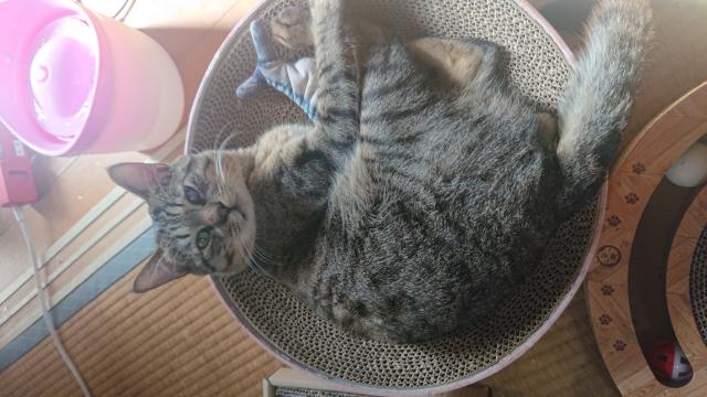 コテツ