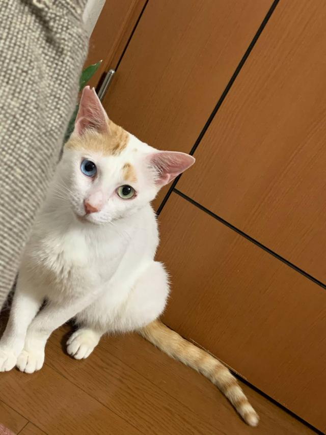 うずら