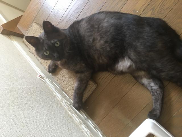 クーガ