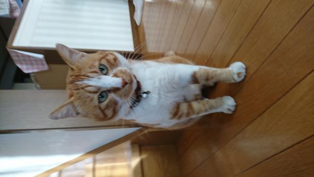ニャータロウ