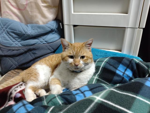 しっぽな