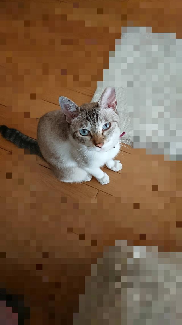 ぎんたん
