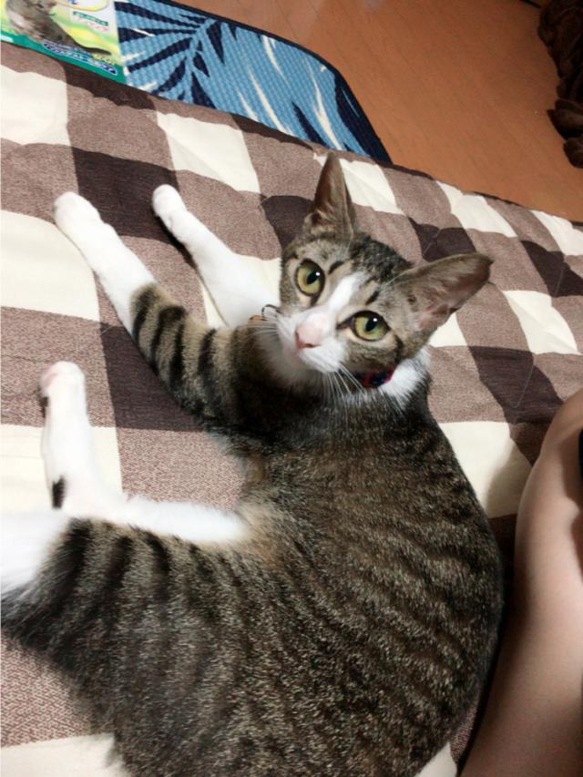 あめちゃん
