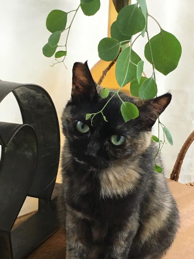 サバ