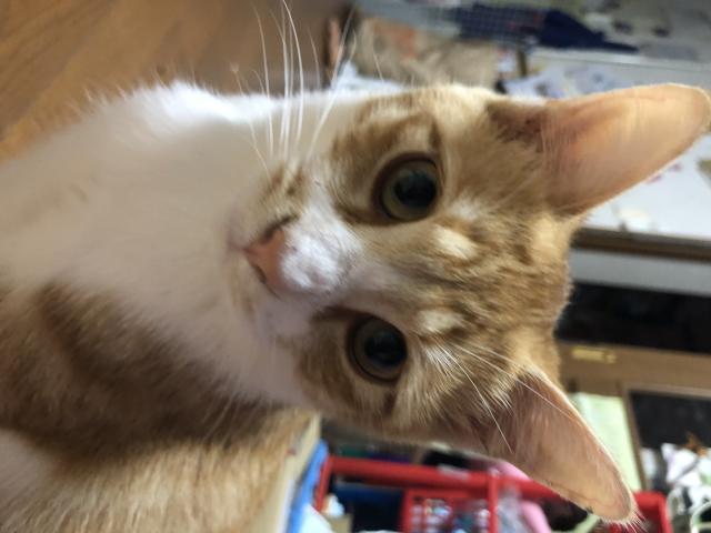ラール